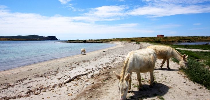 North Sardinia marine parks
